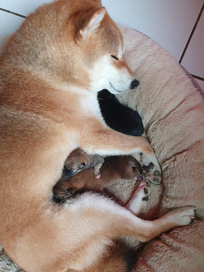 Elevage Shiba Inu - Kitsune No Tani Kensha, Éleveur De Chiens à Bellegarde