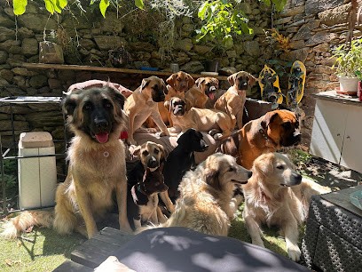 Anahata Dog'S, Dresseur de Chiens au Soler