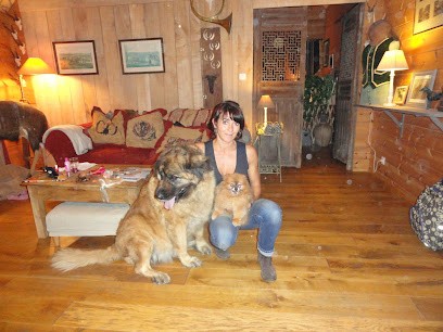 Pension Canine sans box - Finistère - Locronan, Pension pour Chiens à Locronan