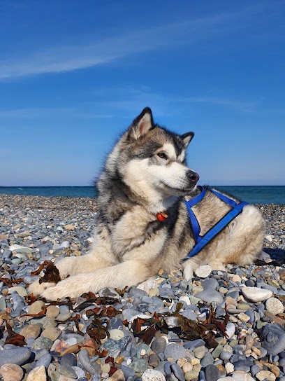 Elevage de malamute of Blue Track, Eleveur de Chiens à Oudrenne