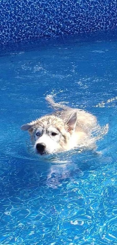 Mas des Quatreaires, Eleveur de Chiens à Céret