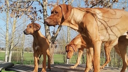 Élevage Zubayka Amani, Eleveur de Chiens à Boé