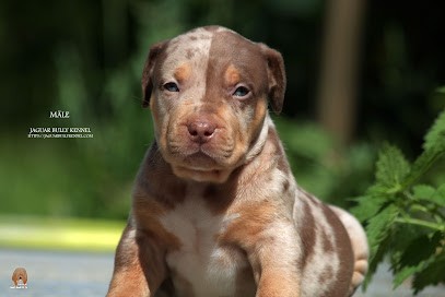 Jaguar Bully Kennel, Eleveur de Chiens à Umpeau