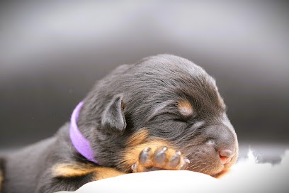 Elevage De Beaucerons Des Ombres Du Phoenix Noir, Eleveur de Chiens au Noyer
