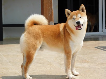 Ryu no kensha, Eleveur de Chiens à Cahors