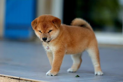 Élevage des Minis Gardians - Shiba Inu et Berger Americain Miniature, Eleveur de Chiens à Aureille