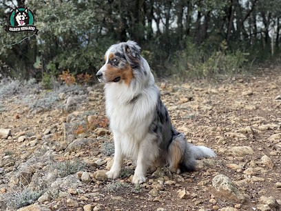 Hernandez Valentin - Educateur Comportementaliste Canin, Dresseur de Chiens à Suze-la-Rousse
