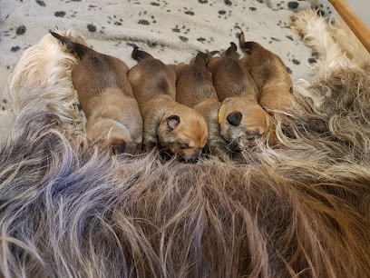 Elevage du Moulin des Alouettes, Eleveur de Chiens à Nieppe