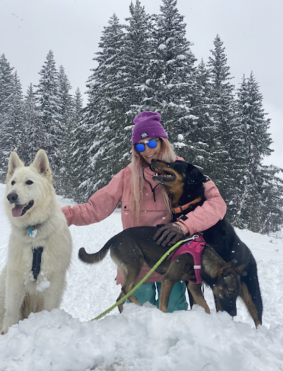 Doggy Des Aravis (Promenade Pour Chien & Garde D'animaux), Dresseur De Chiens au Glières-Val-de-Borne