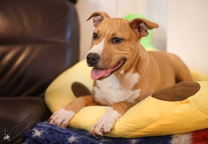 Élevage du chemin des moulins - American Staffordshire Terrier LOF, Eleveur de Chiens à Saint-Martin-de-Fontenay