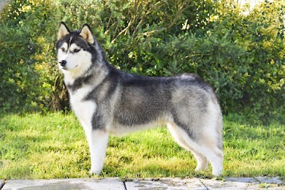 Des Legendes Du Triskel : Élevage de Siberian Husky et Bouvier Bernois dans le Finistère, Bretagne, Eleveur de Chiens à Bannalec