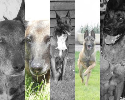 Élevage du Gardien des Esterelles, Eleveur de Chiens à Pondaurat