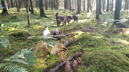 Au Bonheur Des Chiens, Pension Pour Chien à Vimartin-sur-Orthe