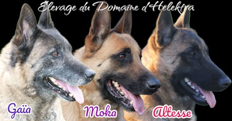 Élevage Du Domaine D’Helektra, Eleveur de Chiens à Courgivaux