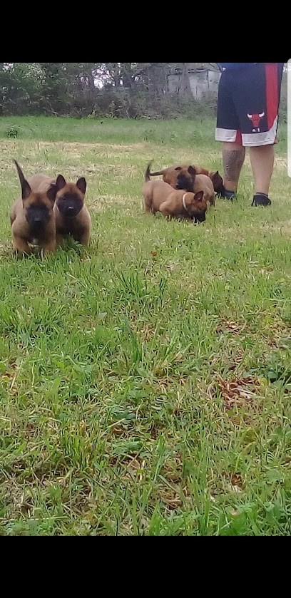 Élevage du Paradis de Teina malinois, Eleveur de Chiens à Verdun-en-Lauragais