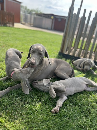 Les Grandes Maurières, Eleveur de Chiens à Jarny