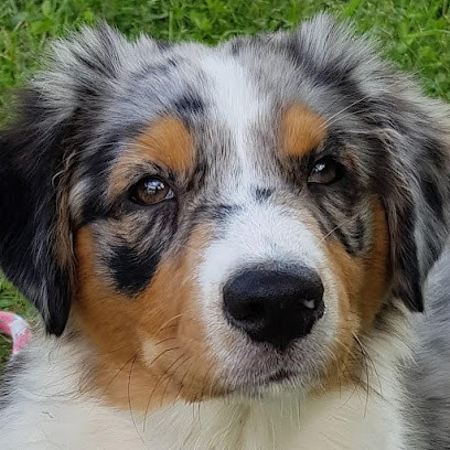 Ames Animales Education & Bien-être - Comportementaliste Canin/Félin/Equin, Dresseur de Chiens à Pussay