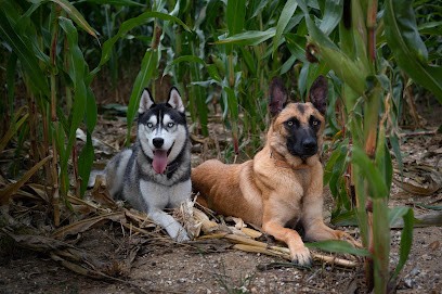 Luxi Dog - éducateur comportementaliste canin, Dresseur de Chiens à Luxeuil-les-Bains