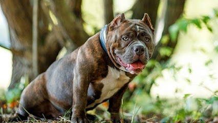 MB BULLY CAMP, Eleveur de Chiens à Longeville-lès-Saint-Avold