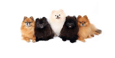 Elevage Spitz Nain, Les Trésors De Poméranie, Éleveur De Chiens à Grosne
