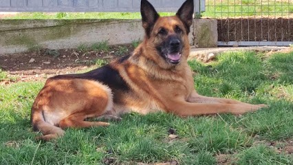 Brucicanin, Pension pour Chiens à Étables