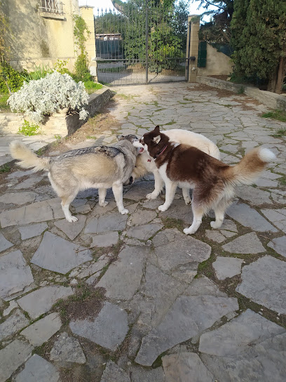 La Colo Des Toutous Pension Pour Chien à Nîmes