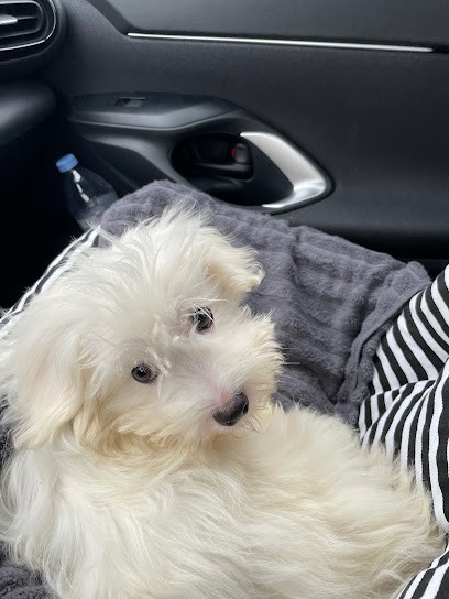 Pension From Mirador, Pension pour Chiens à Merlevenez