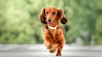 CLAN DES SEL, Eleveur de Chiens à Prédefin