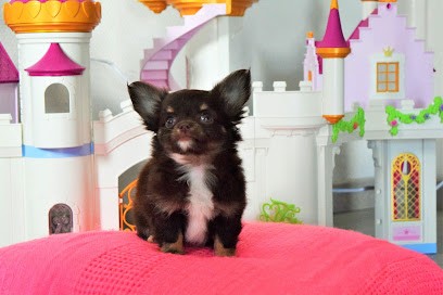 des jolies petites fleurs : élevage de chihuahuas, Eleveur de Chiens à Lamothe