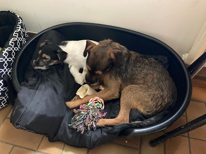 David Pet Sitter, Pension pour Chiens à Briec