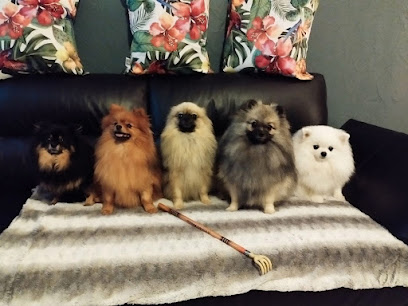 Elevage L'âme Du Sorcier Cheyenne - Spitz Allemand Et Cavaliers King Charles Éleveur De Chiens à Madière