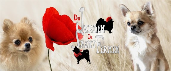 Elevage du Jardin de Saint Firmin (Chihuahua Poil long, spitz nain), Eleveur de Chiens à Bourriot-Bergonce