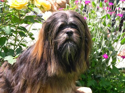 Elevage Canin De L'Abbaye De Calmetie, Eleveur de Chiens à Vailly-sur-Sauldre