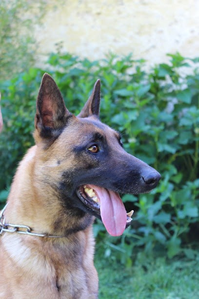 Elevage des Briseux Berger Belge Malinois, Eleveur de Chiens à Ferdrupt