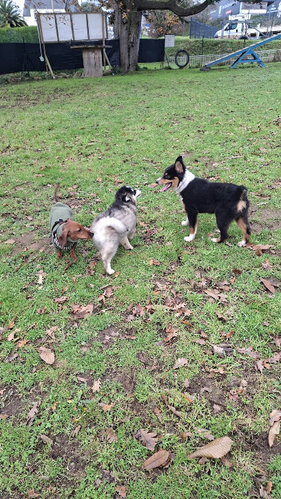 Psy Co Canin Dresseur De Chiens à Plonéour-Lanvern