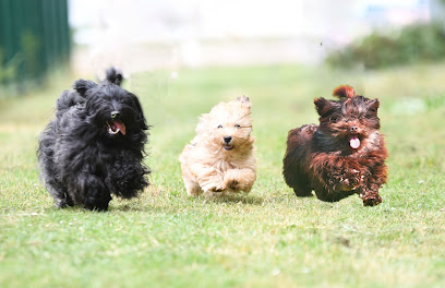 Elevage De Bichon Havanais Éleveur De Chiens à Santranges