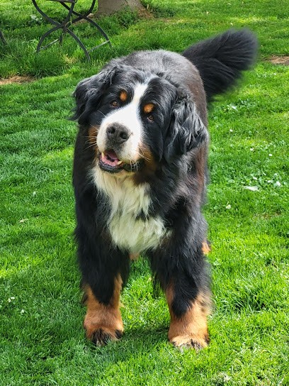 L'Empreinte de jais, Eleveur de Chiens à Manthes