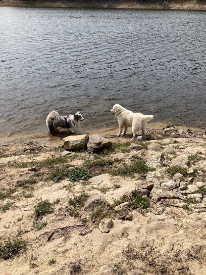Focus chien, Dresseur de Chiens à Lapte