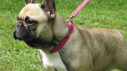 Elevage bouledogue français lof la case aux margouillat, Eleveur de Chiens à La Chapelle-Thémer