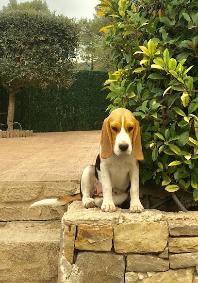 Élevage du mas saint clair, Eleveur de Chiens à Signes