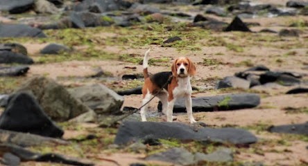 Elevage du Giron, Eleveur de Chiens à Bauzemont