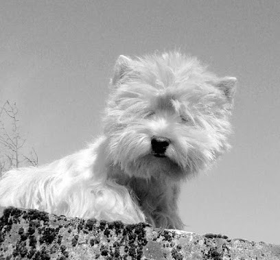 Elevage des ormeaux d'antan, Eleveur de Chiens à Chabris