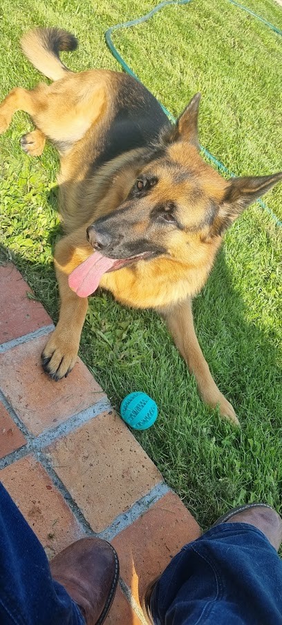 Anima'lies, Dresseur de Chiens à Santeau