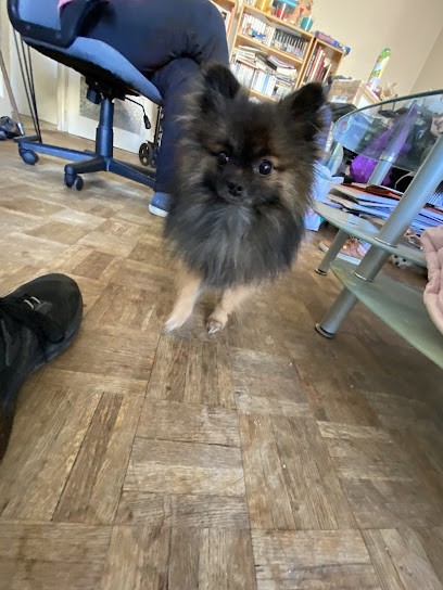 Les p’tits spitzous, Eleveur de Chiens à Beaulieu-sur-Dordogne