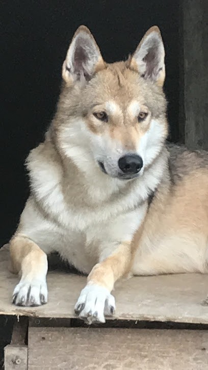 Elevage chien Corse Lupu Di Castagniccia, Eleveur de Chiens à Talasani