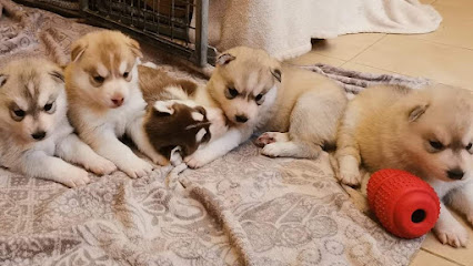 Des Merveilles Polaires, Éleveur De Chiens à Lormaye