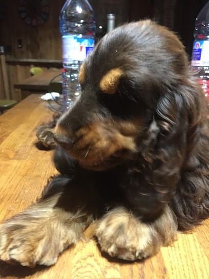 Cockers Spaniels Anglais Des Etoiles Gold, Eleveur de Chiens à Saulieu