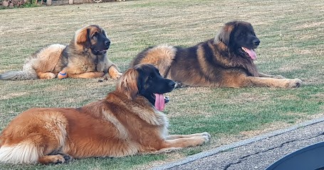 Domaine Des Sources Du Leonberg, Eleveur de Chiens à Maizières