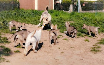 Elevage Free Spirit of the New Time, Eleveur de Chiens à Bischwiller