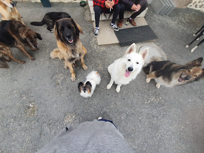 La Colo Des Wouafs, Pension Pour Chien à Juvigné